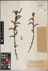 Foto von Salix erioclada H. Lév. & Vaniot
